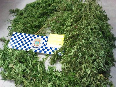 Agentes de la Polica Local intervienen 5 plantas de marihuana en las inmediaciones de una vivienda en Ramonete