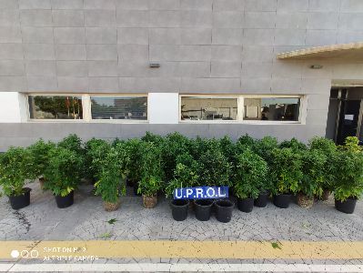 Desmantelan una plantacin de marihuana en fase de floracin del interior de una vivienda del barrio lorquino de San Diego