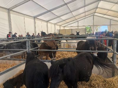 El Ayuntamiento destaca que la Feria del Caballo Cruzado vuelve a convertirse en un referente de este tipo de ejemplares en Lorca y comarca