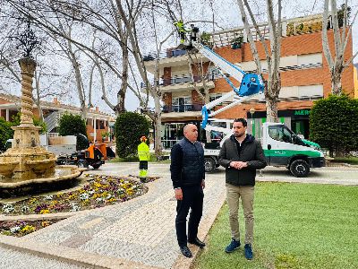 Lorca protege su patrimonio arb�reo con sistemas de sustentaci�n de �ltima tecnolog�a para garantizar la seguridad ciudadana