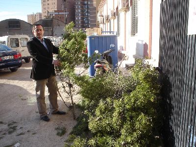 El Ayuntamiento reparte 5.000 ramas de pino entre los lorquinos para la confeccin de los clsicos rboles de Navidad