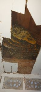 Retiran 12 paneles de abeja, alrededor de 2.000 ejemplares, de un balcn mirador situado en la calle Selgas