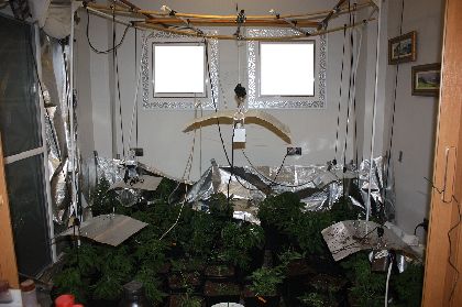 La Polica Local de Lorca detiene por trfico de drogas a dos personas a las que les interviene 66 plantas de cannabis y desmantela un punto de cultivo intensivo de esta droga