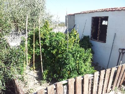 La Polica Local de Lorca interviene en Zarzalico 13 plantas de marihuana, 2''3 kilos de cogollos de esta sustancia en fase de secado y 50 gramos listos para su uso
