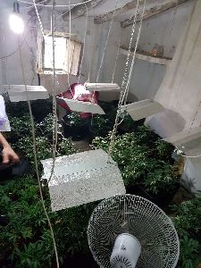 La Polica Local interviene 181 plantas de Cannabis Sativa y detiene a 2 personas por un presunto delito de trfico de drogas en el paraje de Las Terreras 