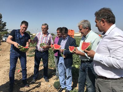 Ayuntamiento y FECOAM ponen en marcha la campaa ''Si tienes sed, cmeme'' con el objetivo de promover el consumo de sanda en la Regin de Murcia
