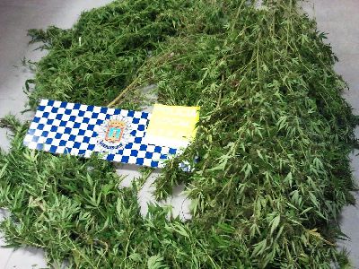 La Polica Local desmantela una plantacin de marihuana en Avils, interviene 83 plantas y detiene a su propietario