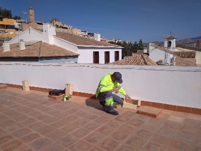 El Ayuntamiento de Lorca instala 25 casas nido en diversos edificios municipales para facilitar la cra del vencejo