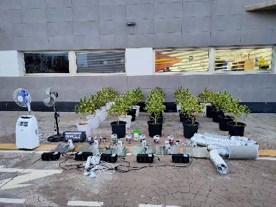 La Polica Local detiene a un varn de 38 aos e interviene 25 plantas de marihuana en avanzado estado de floracin
