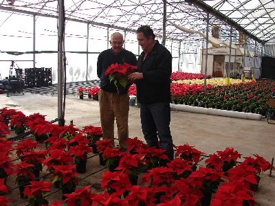 El Ayuntamiento de Lorca ornamentar con 19.500 plantas los parques y jardines del municipio para dar color navideo a la ciudad, los barrios y las pedanas