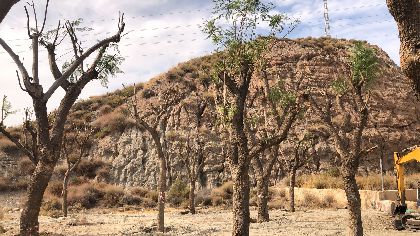 El Ayuntamiento de Lorca replanta los 14 ejemplares de jacaranda de la Carretera de Caravaca