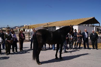 El ejrcito realiza en Lorca una parada de sementales con dos asnos, dos pura raza espaola, un hispanorabe y un pura raza rabe para realizar 250 inseminaciones en tres meses