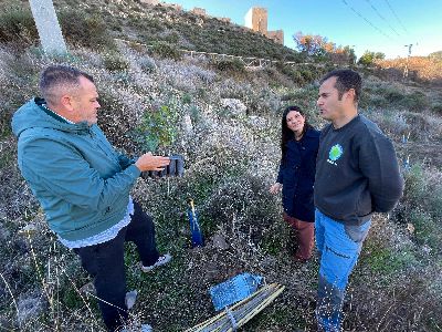 El Ayuntamiento de Lorca realiza una reforestacin en la ladera norte del Castillo de Lorca para mitigar los efectos de la sequa y favorecer la sostenibilidad ambiental