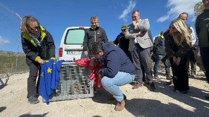 El Gobierno regional pone en marcha la segunda fase de la reintroduccin del lince ibrico con la suelta de tres ejemplares ms