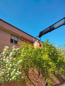  Lorca se convierte en ''territorio vencejo'' con la campa�a de revisi�n de cajas nido 