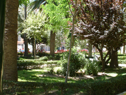 Tratamiento fitosanitario para los olmos de la ciudad