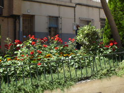Tratamiento fitosanitario en naranjos, jacarandas, rosaledas y robinias