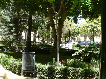 Fumigan los olmos de jardines y plazas pblicas para prevenir la aparicin de la galeruca